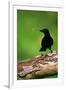 New Caledonian Crow Using Tool to Dislodge Worms-null-Framed Photographic Print