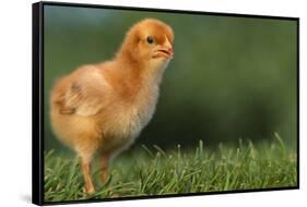 New Chick-DLILLC-Framed Stretched Canvas