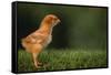 New Chick-DLILLC-Framed Stretched Canvas