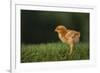 New Chick-DLILLC-Framed Photographic Print