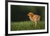 New Chick-DLILLC-Framed Photographic Print