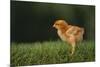 New Chick-DLILLC-Mounted Photographic Print