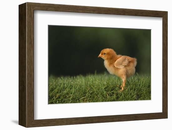 New Chick-DLILLC-Framed Photographic Print