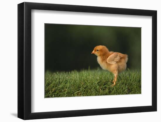 New Chick-DLILLC-Framed Photographic Print