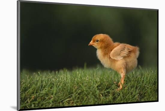 New Chick-DLILLC-Mounted Photographic Print