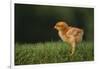 New Chick-DLILLC-Framed Photographic Print