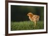 New Chick-DLILLC-Framed Photographic Print