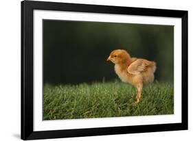 New Chick-DLILLC-Framed Photographic Print