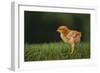 New Chick-DLILLC-Framed Photographic Print