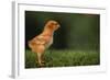 New Chick-DLILLC-Framed Photographic Print