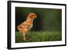 New Chick-DLILLC-Framed Photographic Print