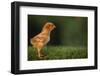 New Chick-DLILLC-Framed Photographic Print