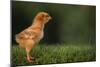 New Chick-DLILLC-Mounted Photographic Print