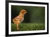 New Chick-DLILLC-Framed Photographic Print