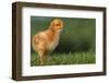 New Chick-DLILLC-Framed Photographic Print