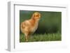 New Chick-DLILLC-Framed Photographic Print