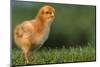 New Chick-DLILLC-Mounted Photographic Print