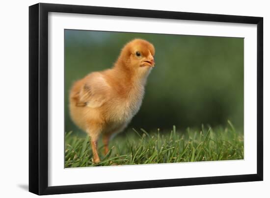 New Chick-DLILLC-Framed Photographic Print