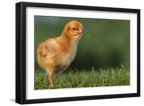 New Chick-DLILLC-Framed Photographic Print