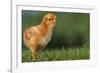 New Chick-DLILLC-Framed Photographic Print