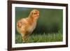 New Chick-DLILLC-Framed Photographic Print