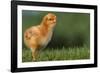 New Chick-DLILLC-Framed Photographic Print