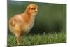 New Chick-DLILLC-Mounted Photographic Print