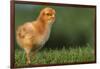New Chick-DLILLC-Framed Photographic Print