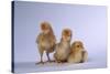 New Chicks-DLILLC-Stretched Canvas