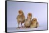 New Chicks-DLILLC-Framed Stretched Canvas