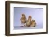 New Chicks-DLILLC-Framed Photographic Print