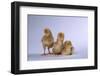 New Chicks-DLILLC-Framed Photographic Print