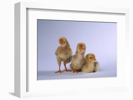 New Chicks-DLILLC-Framed Photographic Print