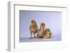 New Chicks-DLILLC-Framed Photographic Print