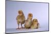 New Chicks-DLILLC-Mounted Photographic Print