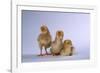 New Chicks-DLILLC-Framed Photographic Print