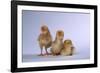 New Chicks-DLILLC-Framed Photographic Print