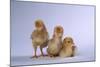 New Chicks-DLILLC-Mounted Photographic Print