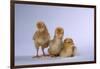 New Chicks-DLILLC-Framed Photographic Print