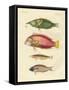 New-Discovered Fish-null-Framed Stretched Canvas