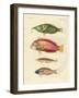 New-Discovered Fish-null-Framed Giclee Print