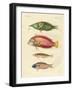 New-Discovered Fish-null-Framed Giclee Print