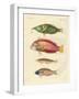 New-Discovered Fish-null-Framed Giclee Print