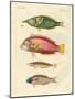 New-Discovered Fish-null-Mounted Giclee Print