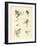 New-Discovered Frogs and Toads-null-Framed Giclee Print