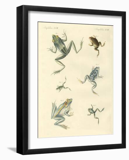 New-Discovered Frogs and Toads-null-Framed Giclee Print