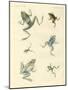 New-Discovered Frogs and Toads-null-Mounted Giclee Print
