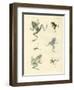 New-Discovered Frogs and Toads-null-Framed Giclee Print