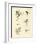 New-Discovered Frogs and Toads-null-Framed Giclee Print