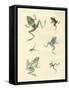 New-Discovered Frogs and Toads-null-Framed Stretched Canvas